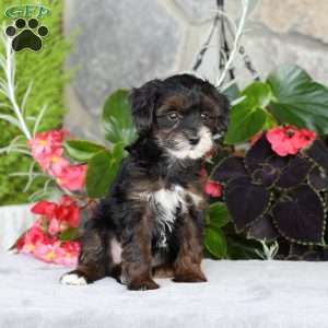 Rosie, Yorkie Poo Puppy